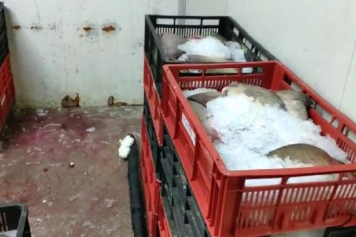 VIDEO Percheziții de amploare în Prahova. Peste 30 de tone de pește impropriu consumului confiscat! Era o adevărată “Bombă biologică” 