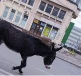 IMAGINEA ZILEI! Un măgar a umblat nestingherit pe străzile din Ploiești 