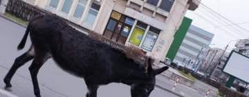 IMAGINEA ZILEI! Un măgar a umblat nestingherit pe străzile din Ploiești 