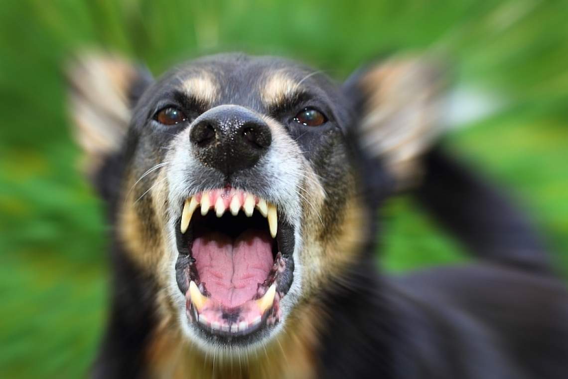  Proprietara câinelui care a mușcat o bătrână din Ploiești a fost amendată de Poliția Locală