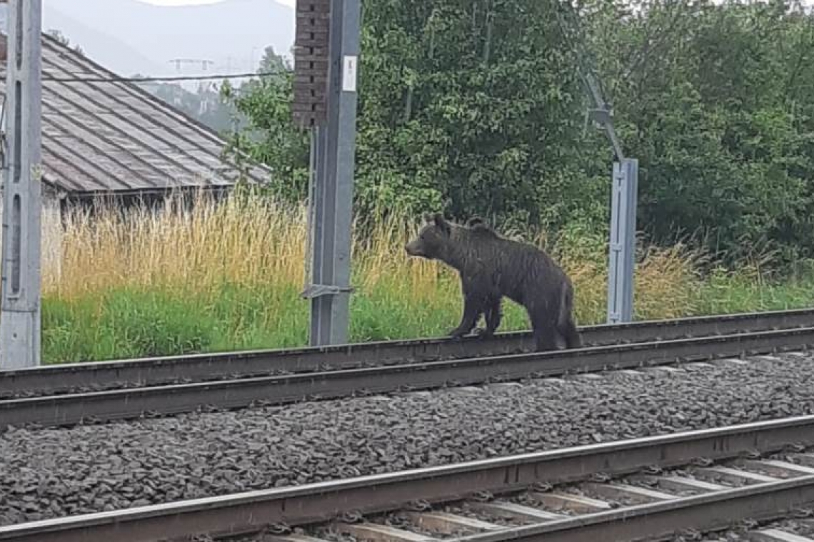 VIDEO| Imagini emoționante! O ursoaică își caută puii loviți mortal de tren în zona Castelului Cantacuzino din Bușteni