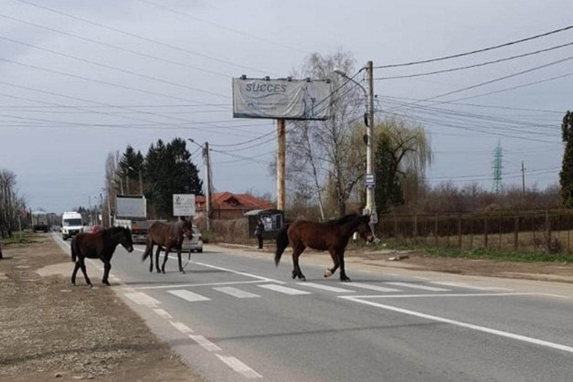 Accident mortal la Mizil. Un bărbat a decedat în urma impactului cu o cabalină lăsată nesupravegheată