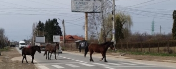 Accident mortal la Mizil. Un bărbat a decedat în urma impactului cu o cabalină lăsată nesupravegheată