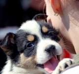 Ploiești| „Ia-mă cu tine!”- Campanie de adopție a câinilor abandonați 