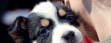 Ploiești| „Ia-mă cu tine!”- Campanie de adopție a câinilor abandonați 