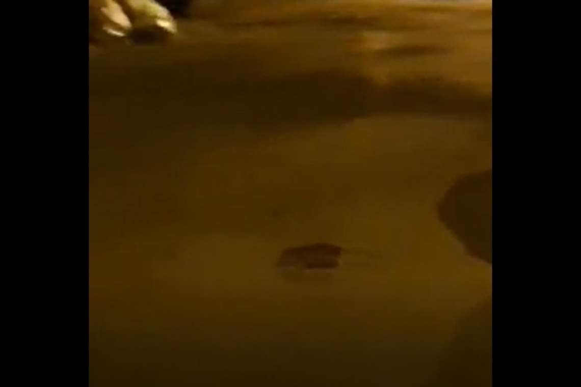 Video| Şobolani printre gunoaie în cartierul Mihai Bravu din Ploieşti