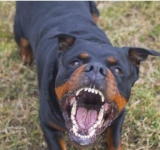 Copil din Prahova sfâșiat de de Rottweiler-ul familiei. Reacția Poliției