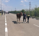 VIDEO | Protest la Hipodrom Ploiești! Crescătorii au dus caii în fața sediului Clubului Sportiv Municipal