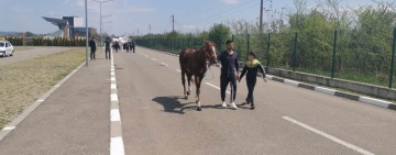VIDEO | Protest la Hipodrom Ploiești! Crescătorii au dus caii în fața sediului Clubului Sportiv Municipal