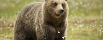 Un tânăr de 17 ani a fost atacat de urs la Breaza!