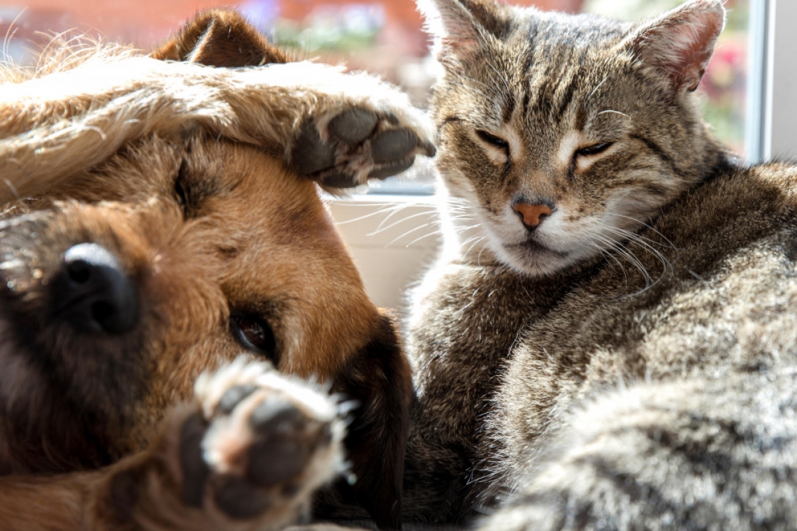 Campanie de sterilizare gratuită a câinilor și pisicilor la Ploiești