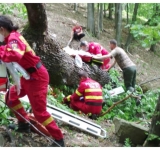 Un arbore s-a prăbușit peste o persoană la Provița de Sus. Victima a murit