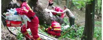 Un arbore s-a prăbușit peste o persoană la Provița de Sus. Victima a murit