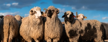 Unui cioban din Prahova i-au fost furate 180 de oi