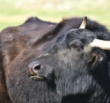Fermier prahovean, amendat pentru că nu-și hrănea animalele