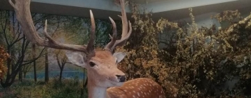 Strămoșii lui Rudolf la  Muzeului Cinegetic al Carpaților din Posada