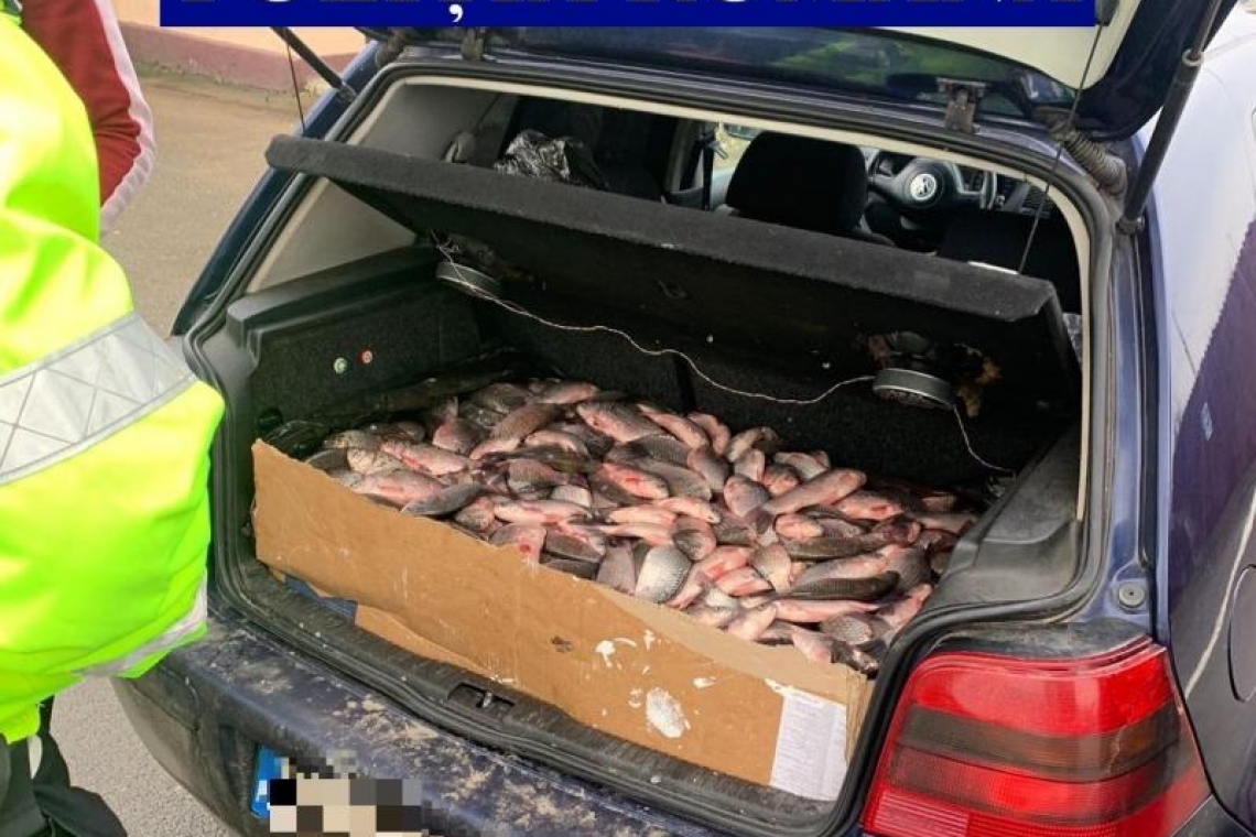 Un prahovean s-a ales cu dosar penal după ce a vrut să vândă pește direct din portbagaj