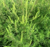 Primăria Ploiești a demarat campania de  combatere și distrugere a ambroziei