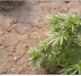 VIDEO Un prahovean cultiva canabis în curte. A fost ”vizitați” de mascați