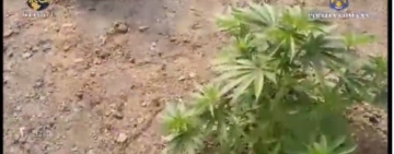 VIDEO Un prahovean cultiva canabis în curte. A fost ”vizitați” de mascați