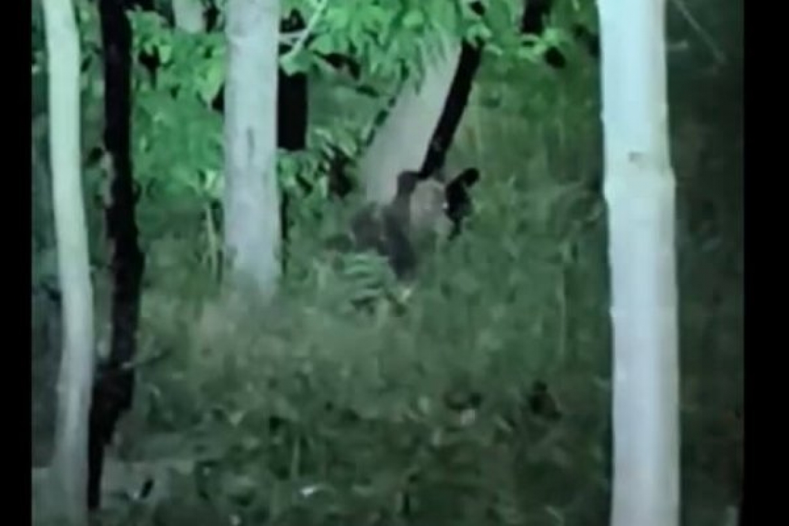 Urșii au ajuns și pe străzile din Ploiești 