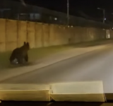 Reîncepe operațiunea "Prinde ursul". A fost văzut, din nou, în Ploiești 