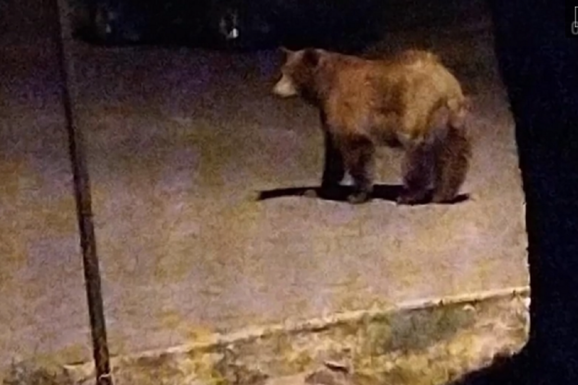 Autoritățile ploieștene păcălite, din nou, de....urs