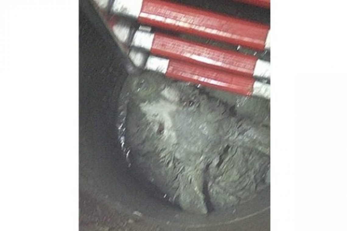 Pompierii prahoveni au salvat un pui de urs căzut într-o fântână