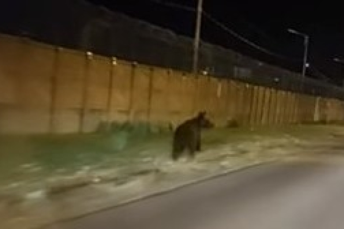 Au revenit urșii pe străzile din Ploiești 