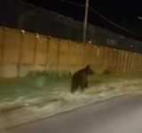Au revenit urșii pe străzile din Ploiești 