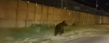 Au revenit urșii pe străzile din Ploiești 