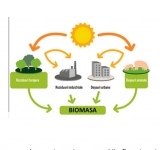 Puterea Naturală a Viitorului - Cum producem energie din Biomasa pentru un mediu sănătos și un viitor durabil