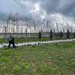 plantare_copaci4