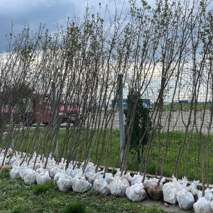plantare_copaci5